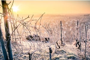 Wine of the Month - December 2023